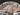 2025 Centurion Fe23 - Olive Flake / White Frost - BoardCo Boats