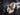 2025 Centurion Ri245 - Blue Flake / Black - BoardCo Boats
