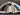 2025 Centurion Ri245 - Blue Flake / Black - BoardCo Boats