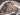 2025 Centurion Ri245 - White / Mocha - BoardCo Boats